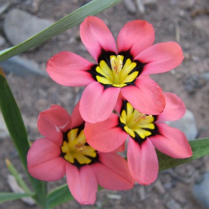 Dřípulka - cibuloviny - pěstování cibulovin