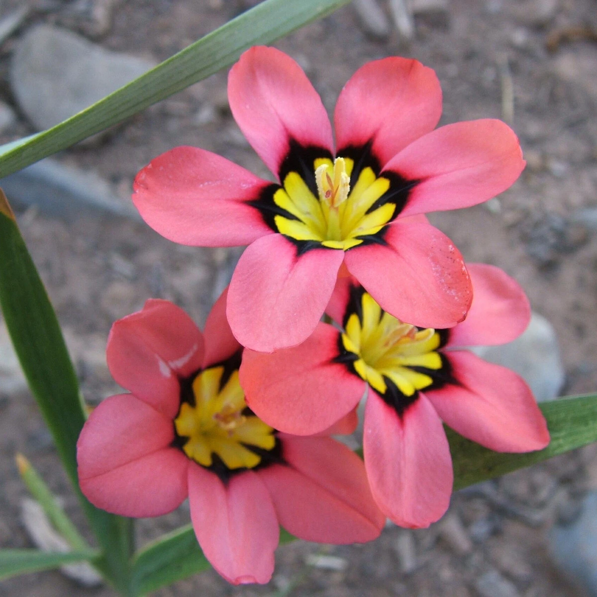 Dřípulka - cibuloviny - pěstování cibulovin