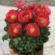 Pivoňka Patio Moscow - Paeonia lactiflora - hlízy pivoňky - 1 ks