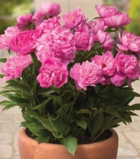 Pivoňka Patio Rome - Paeonia lactiflora - hlízy pivoňky - 1 ks