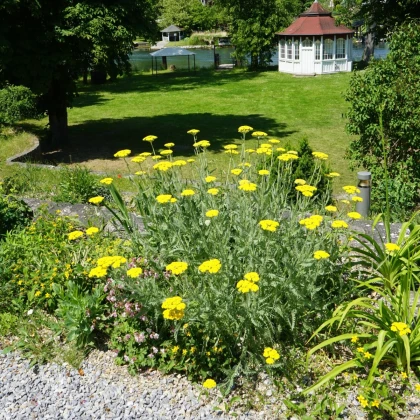 Řebříček tužebníkový žlutý Parkers - Achillea filipendulina - semena řebříčku - 900 ks