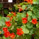 Nasturtium Modrý Pepe - Tropaeolum majus - semena lichořeřišnice - 15 ks