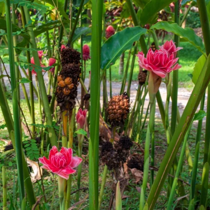 Zázvor okrasný růžový - Etlingera elatior - semena zázvoru - 3 ks