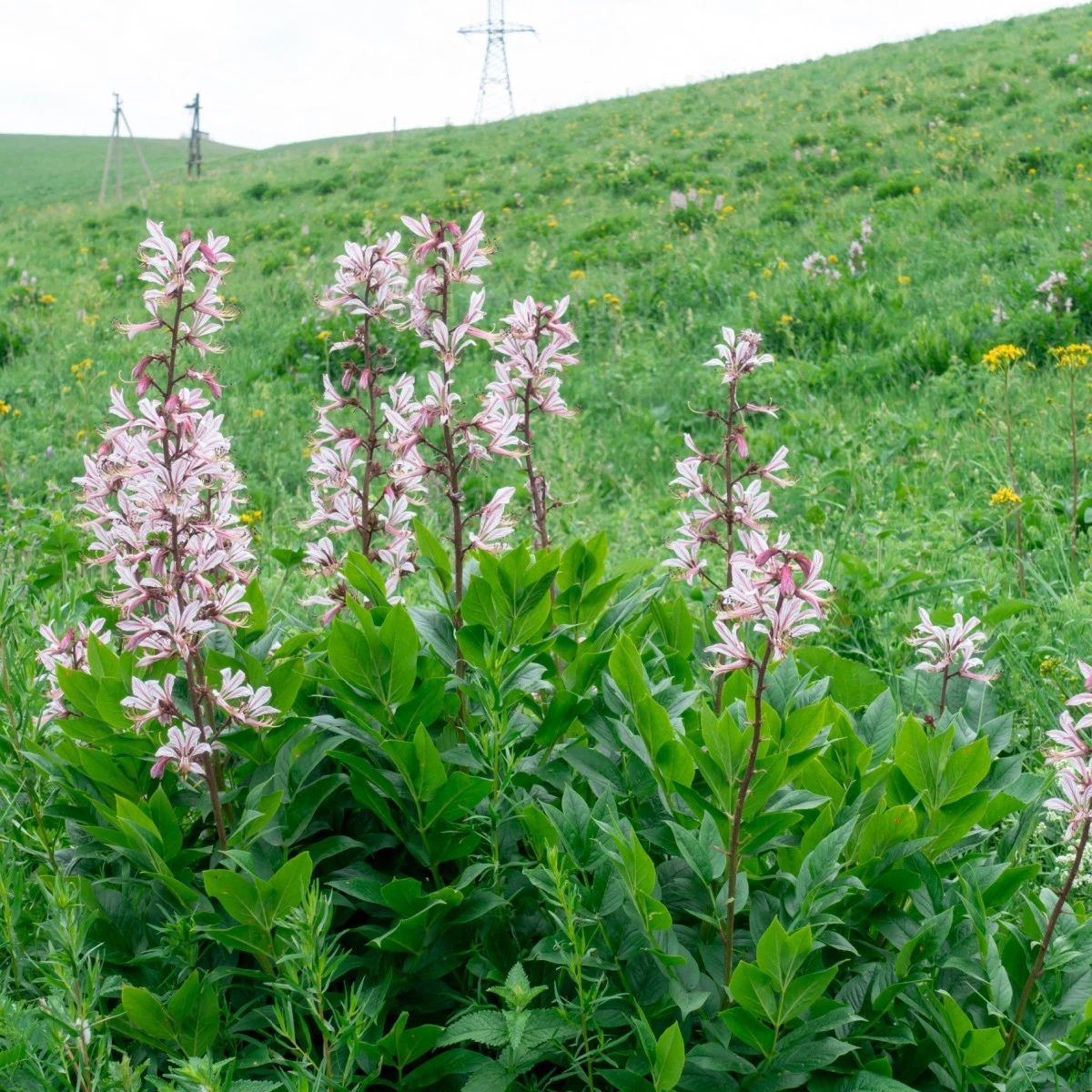 Třemdava bílá - Dictamnus albus - semena třemdavy - 8 ks