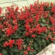 Šalvěj zářivá Blaze of Fire - Salvia splendens - semena šalvěje - 15 ks