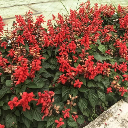 Šalvěj zářivá Blaze of Fire - Salvia splendens - semena šalvěje - 15 ks