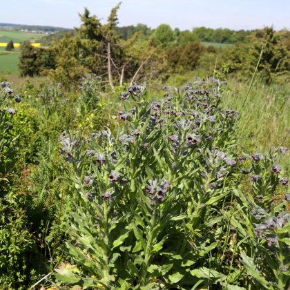 Užanka lékařská - Cynoglossum officinale - semena užanky - 10 ks