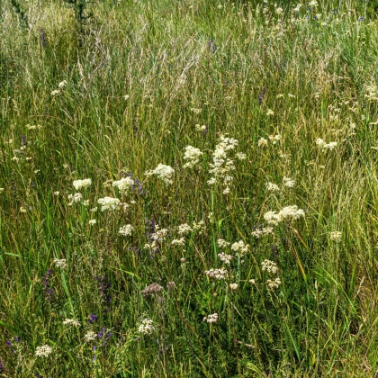 Tužebník obecný - Filipendula vulgaris - semena tužebníku - 0,3 g