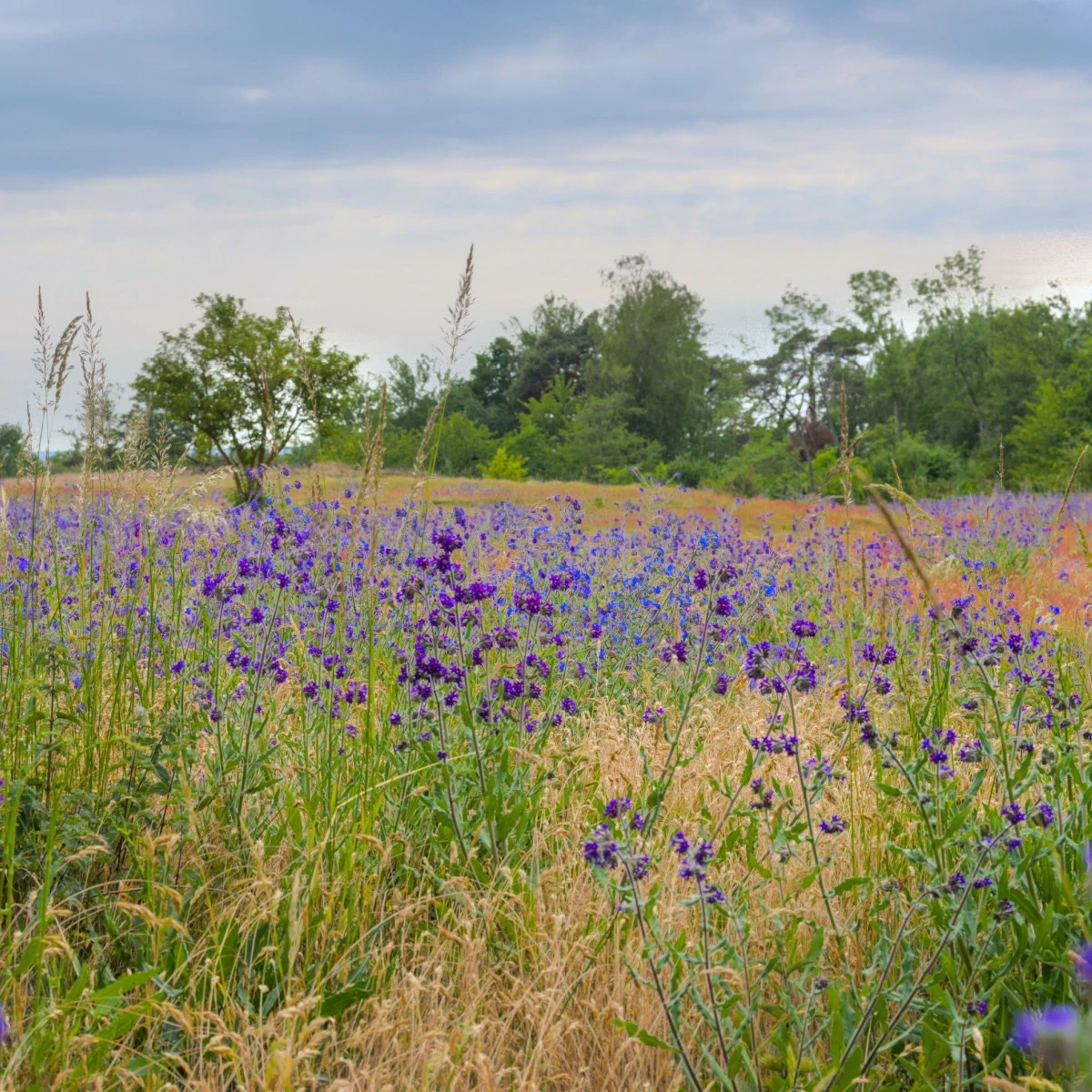 Pilát lékařský - Anchusa officinalis - semena pilátu - 10 ks