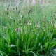 Jitrocel kopinatý - Plantago lanceolata - semena jitrocele - 100 ks