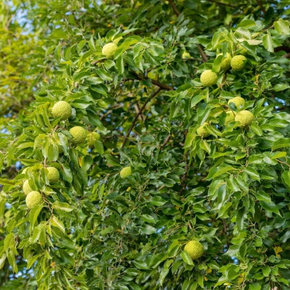 Maklura oranžová - Maclura pomifera - semena maklury - 5 ks