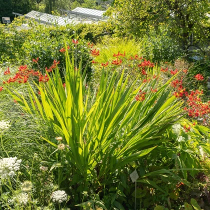 Montbrécie Lucifer - Crocosmia - hlízy montbrécie - 4 ks