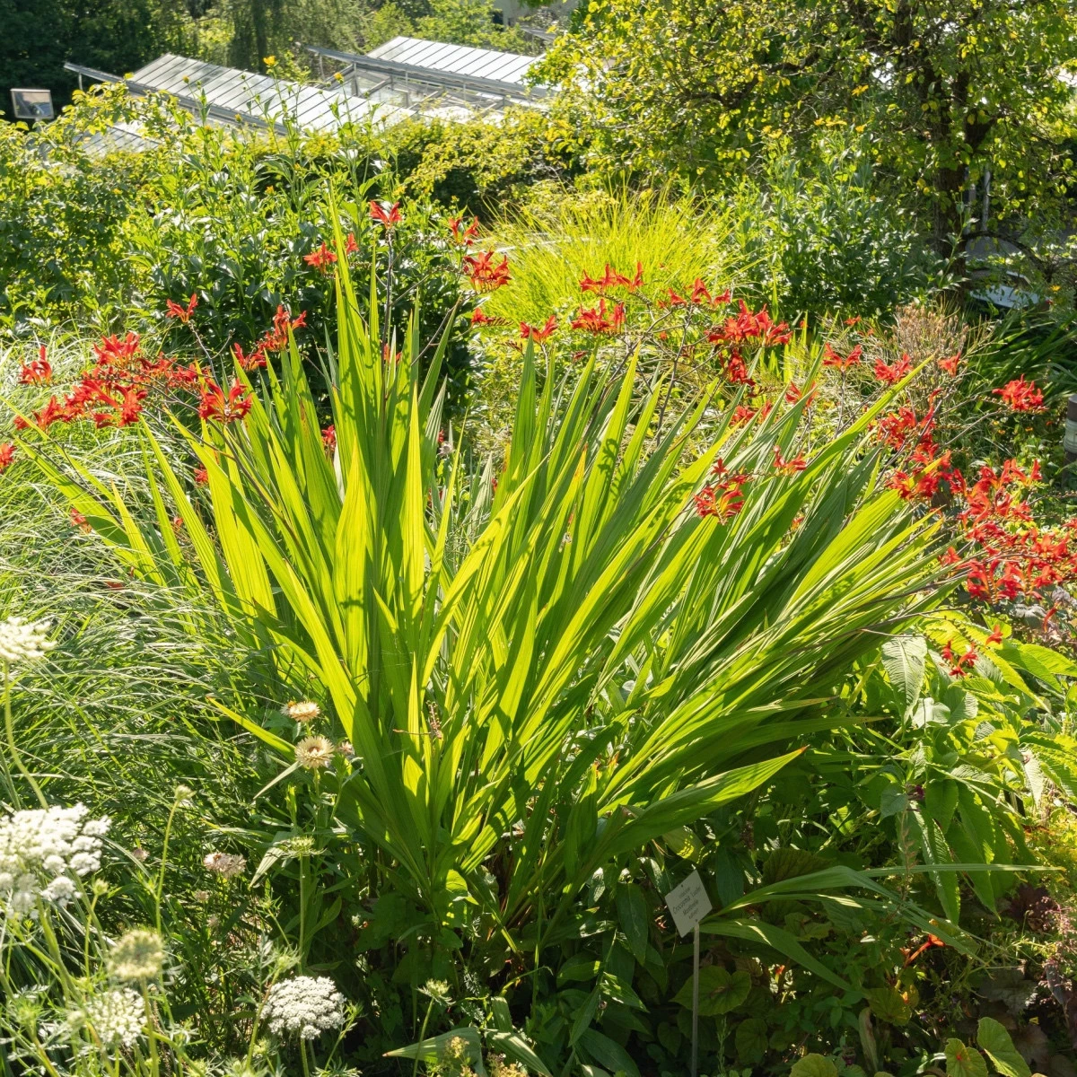 Montbrécie Lucifer - Crocosmia - hlízy montbrécie - 4 ks