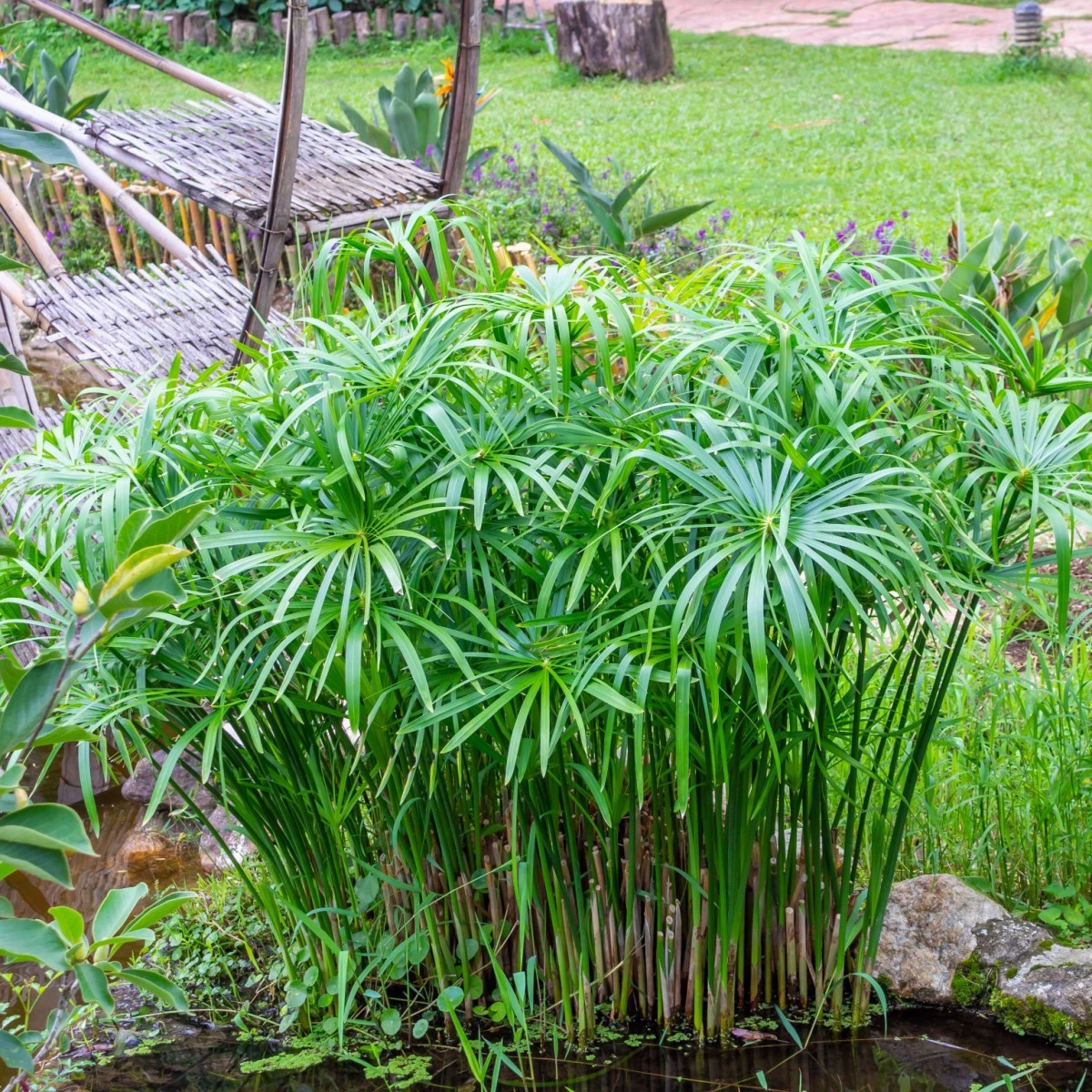 Papyrus střídavolistý - Šáchor - Cyperus alternifolius - semena papyru - 15 ks