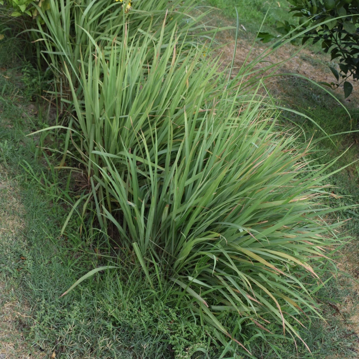 Citronová tráva - Voňatka - Cymbopogon flexuosus - semena citrónové trávy - 0,1 g