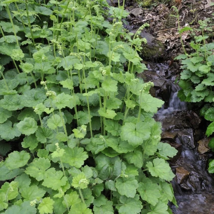 Mitrovka velkokvětá - Tellima grandiflora - semena mitrovky - 0,02 g