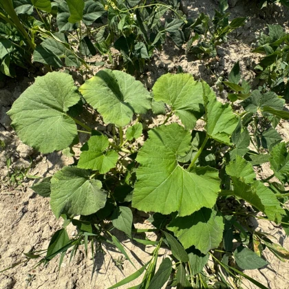 Tykev buvolí - Cucurbita foetidissima - semena tykve - 3 ks