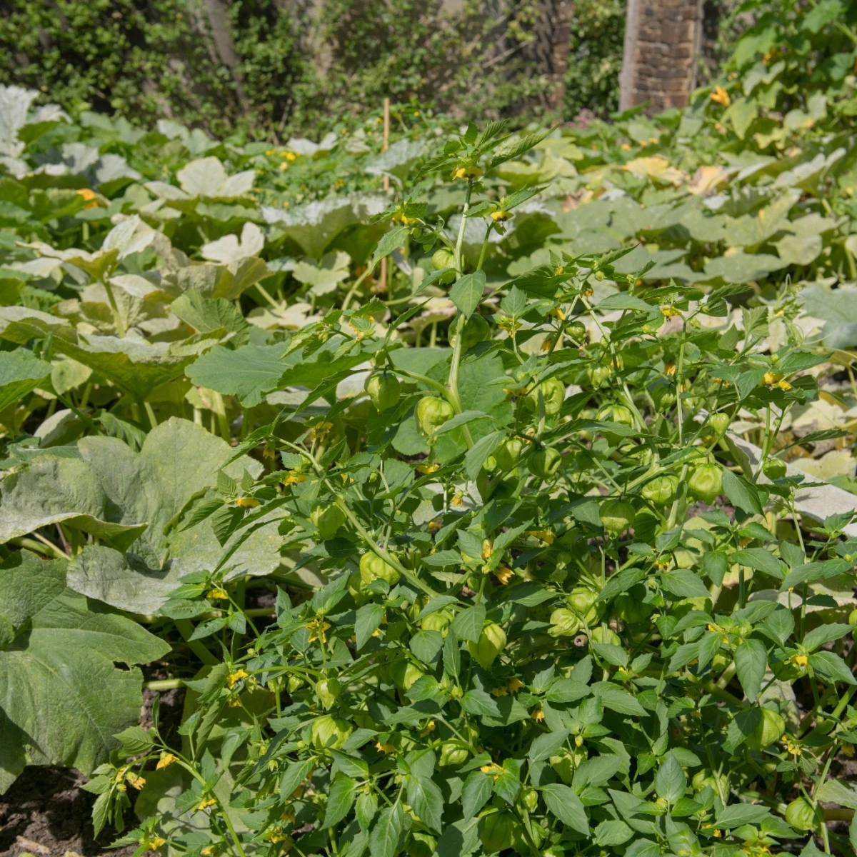 Mochyně dužnoplodá - Tomatillo - Physalis philadelphica - semena mochyně - 5 ks