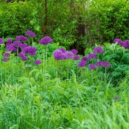 Česnek Aflatunense - Allium aflatunense - cibule okrasného česneku - 3 ks