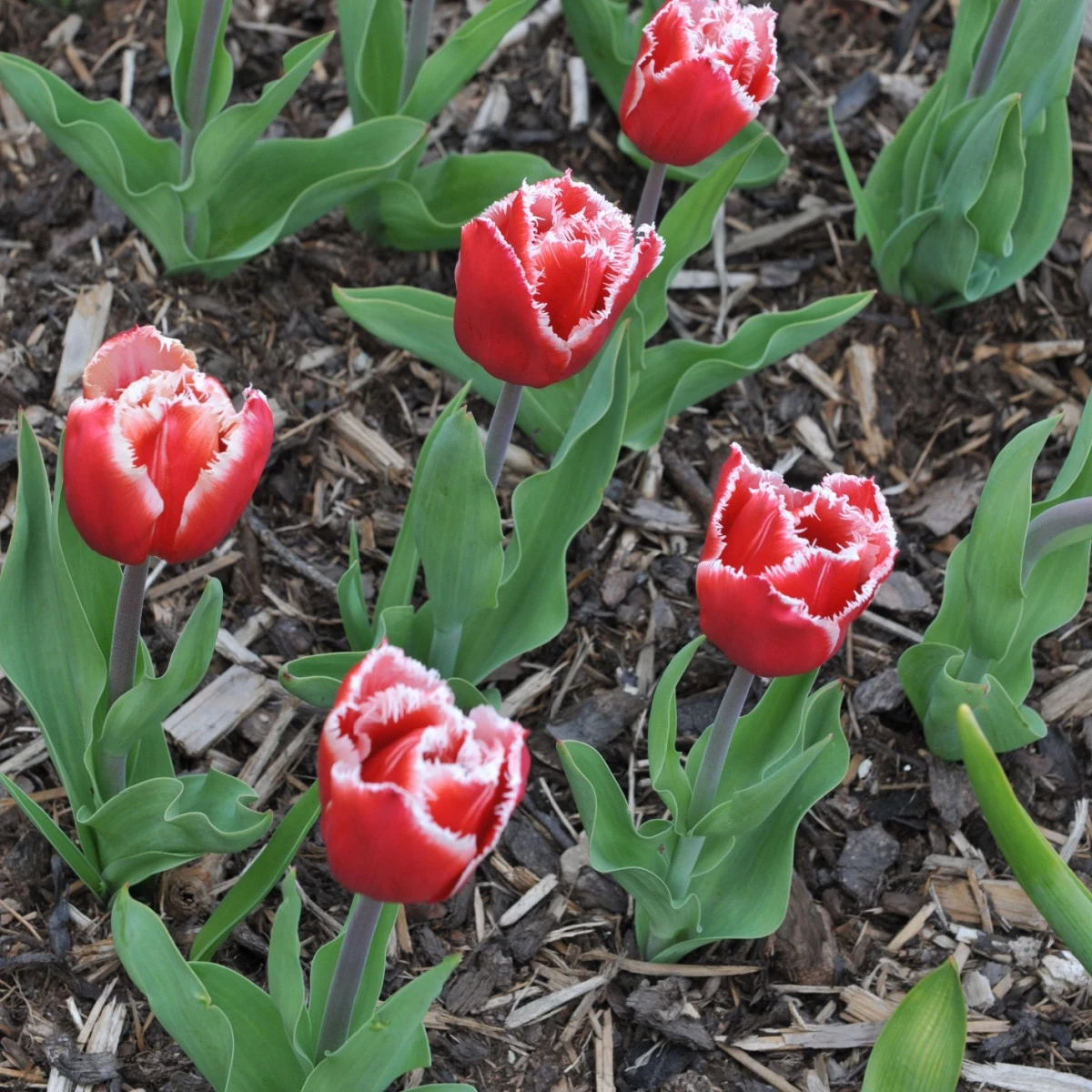 Tulipán Canasta - Tulipa - cibule tulipánu - 3 ks