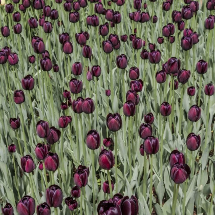 Tulipán Queen of Night - Tulipa - cibule tulipánu - 3 ks