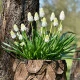Modřenec White Magic - Muscari aucheri - cibule modřence - 5 ks