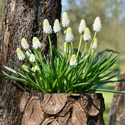 Modřenec White Magic - Muscari aucheri - cibule modřence - 5 ks