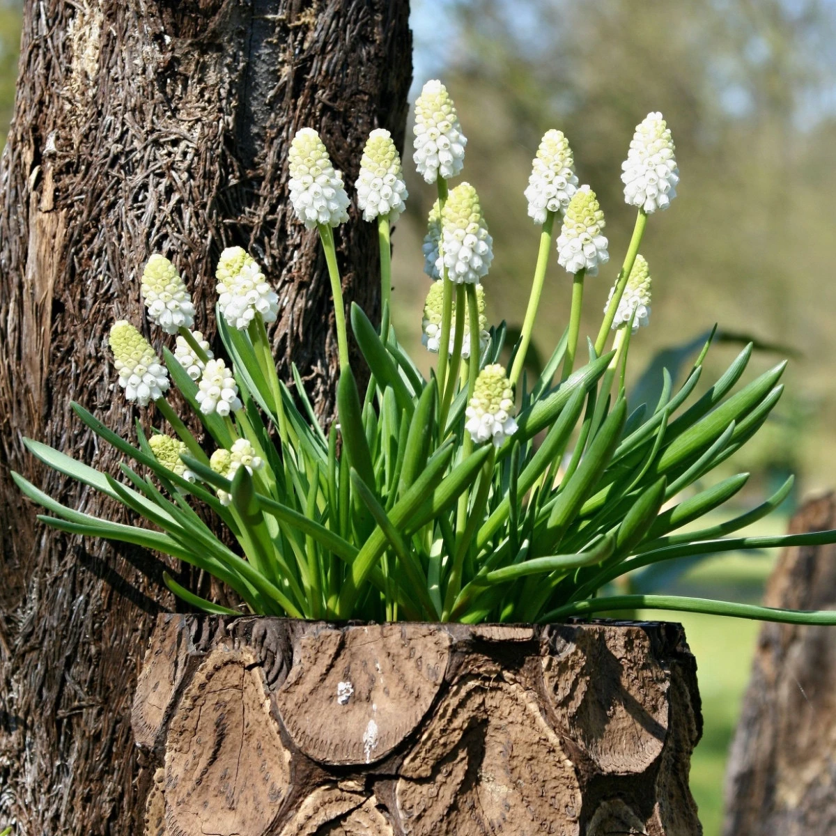 Modřenec White Magic - Muscari aucheri - cibule modřence - 5 ks