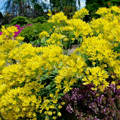 Česnek Moly - Allium - cibule okrasného česneku - 3 ks