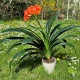 Klívie - Clivia robusta - semena klívie - 6 ks