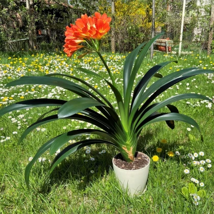 Klívie - Clivia robusta - semena klívie - 6 ks