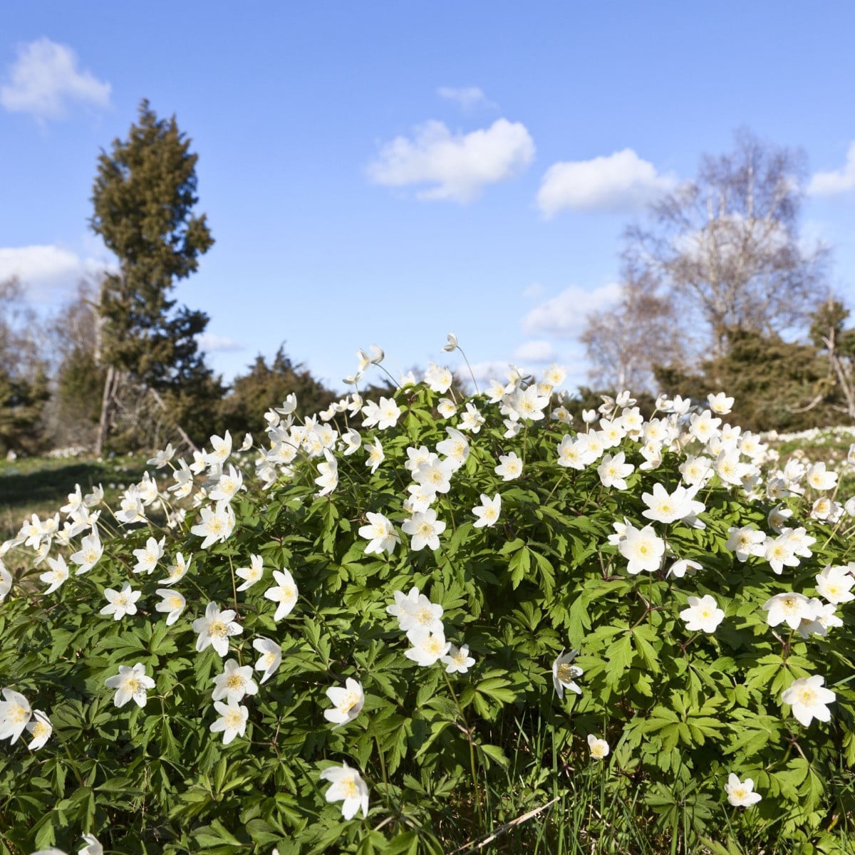 Sasanka hajní - Anemone nemorosa - semena sasanky - 10 ks
