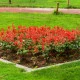 Šalvěj zářivá Johannisfeuer - Salvia splendens - semena šalvěje - 15 ks