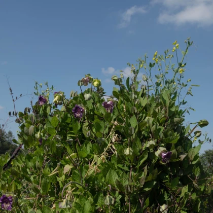 Vilec šplhavý fialový - Cobaea scandens - semena vilce - 7 ks