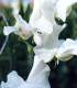 Hrachor vonný královský bílý - Lathyrus odoratus - semena - 20 ks