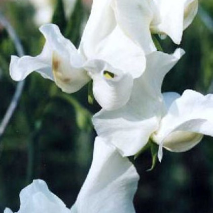 Hrachor vonný královský bílý - Lathyrus odoratus - semena - 20 ks