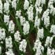 Hyacint Carnegie - Hyacinthus L. - cibule hyacintu - 1 ks