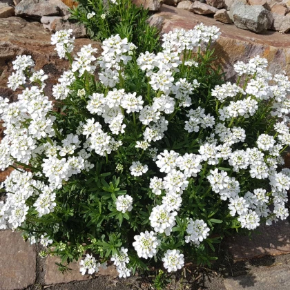 Iberka hořká - Iberis amara - semena iberky - 70 ks
