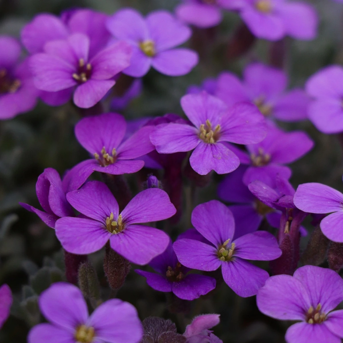 Tařička zahradní fialová - Aubrieta hybrida - semena tařičky - 200 ks