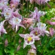 Orlíček Mc Kana - Aquilegia caerulea - semena orlíčku - 200 ks