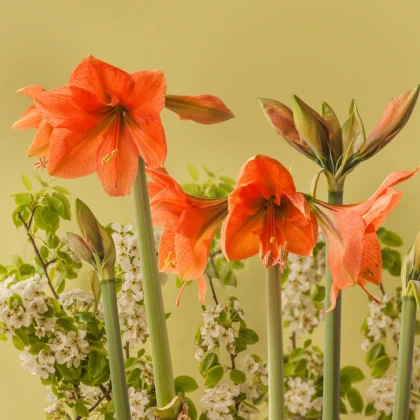 Hvězdník Rilona - Hippeastrum - cibule hvězdníku - 1 ks