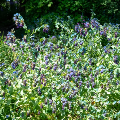 Voskovka větší Hoya - Cerinthe major purpurescens - semena voskovky - 5 ks