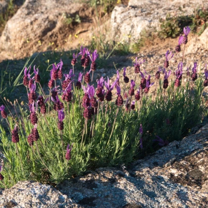 Levandule francouzská - Lavandula stoechas - semena levandule - 20 ks