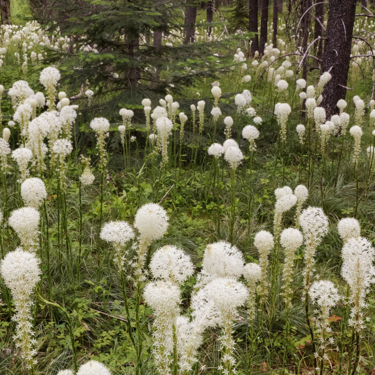 Medvědí tráva - Xerophyllum tenax - semena medvědí trávy - 15 ks