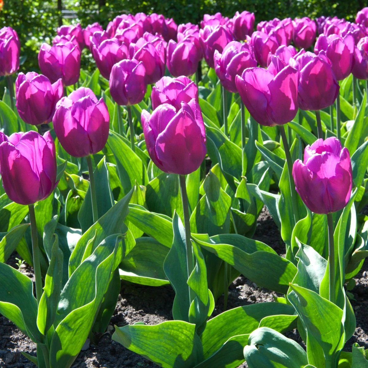 Tulipán Negrita - Tulipa - cibule tulipánu - 3 ks