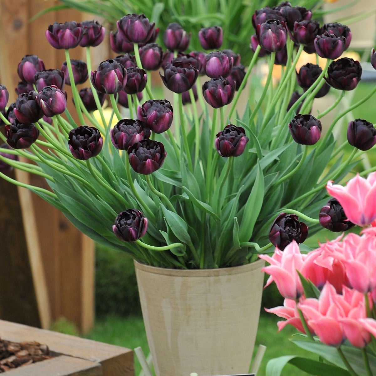 Tulipán Black Hero - Tulipa - cibule tulipánu - 3 ks