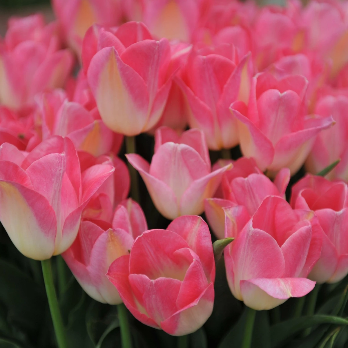 Tulipán Dynasty - Tulipa - cibule tulipánu - 3 ks