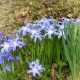 Ladonička Blue Giant - Chionodoxa forbesii - cibule ladoničky - 5 ks