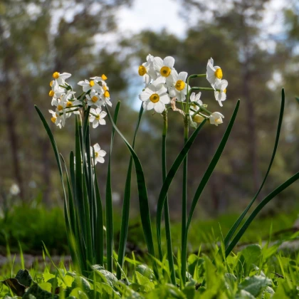 Narcis Minnow - Narcissus - cibule narcisu - 3 ks
