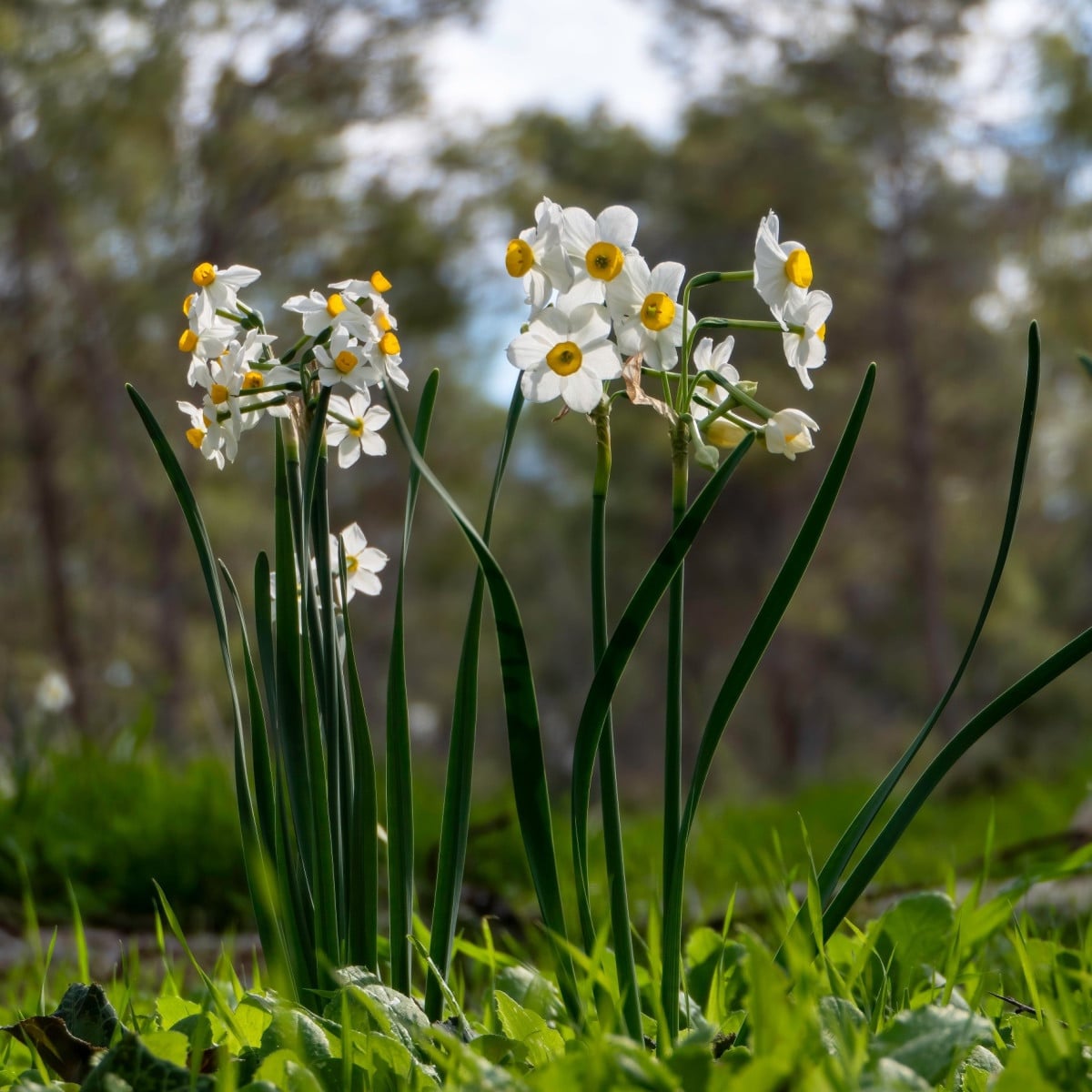 Narcis Minnow - Narcissus - cibule narcisu - 3 ks